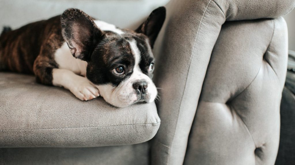 sad boston terrier on couch ways you hurt your dog's feelings