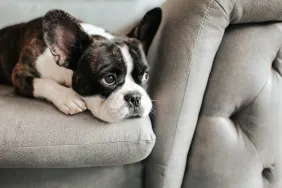sad boston terrier on couch ways you hurt your dog's feelings