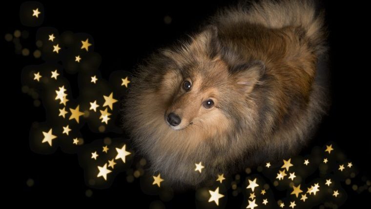 dog surrounded by stars best dog names astrology