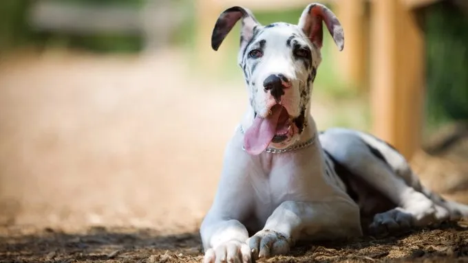The Great Dane is one of the biggest dog breeds