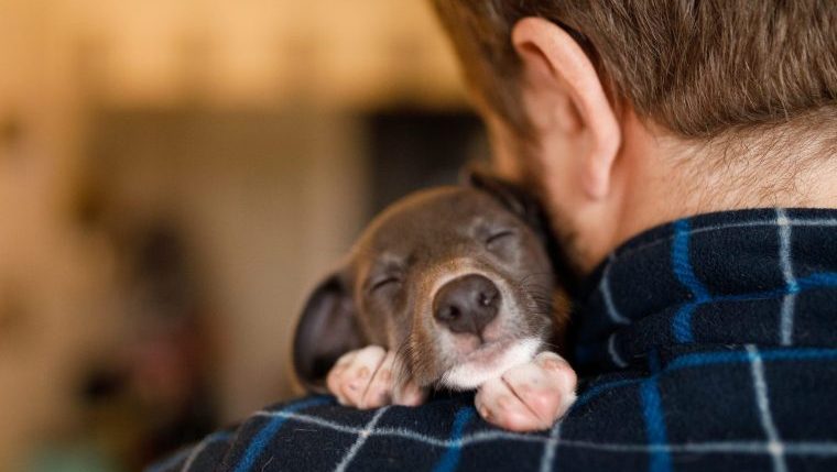 puppy sleeping on man's shoulder rescue dog falls asleep news