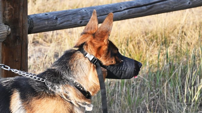 This German Shepherd shows how dog muzzles can be used.