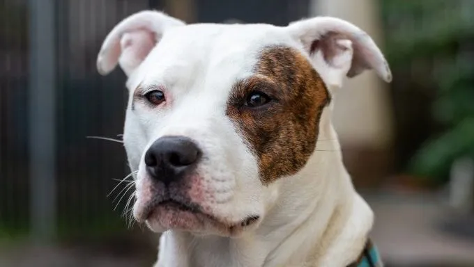 close-up of pitbull dog shot by police