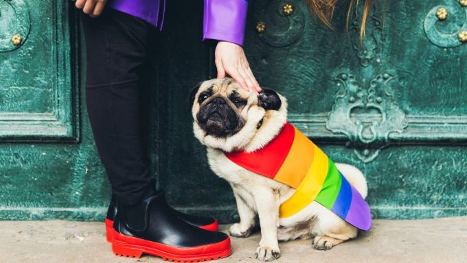 pug in rainbow clothing celebrating pride