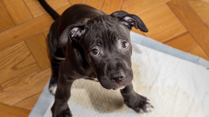 This Pitbull Terrier puppy is learning how to potty pad train