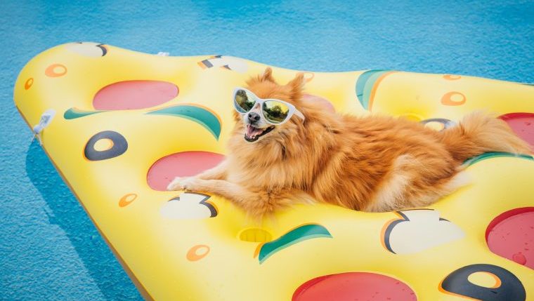 Dog pool store float with shade