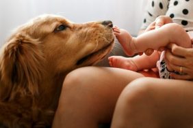 golden retriever dog chooses name for baby