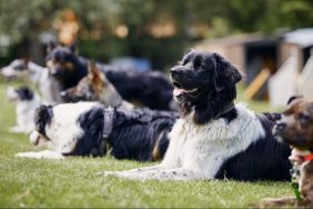 group of dogs at training session dog deaths linked to dog training area