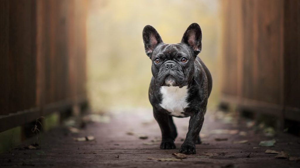 French Bulldog on footpath French Bulldog stolen at gunpoint
