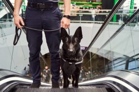 bomb-sniffing dog with handler at airport