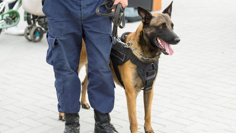 police dog with handler