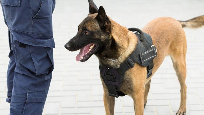police dog with officer