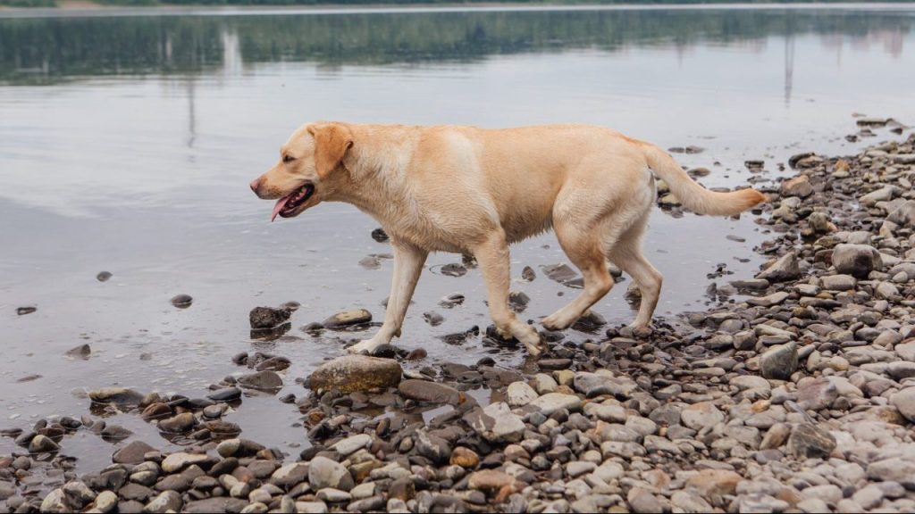 labrador retriever in creek dog drowning