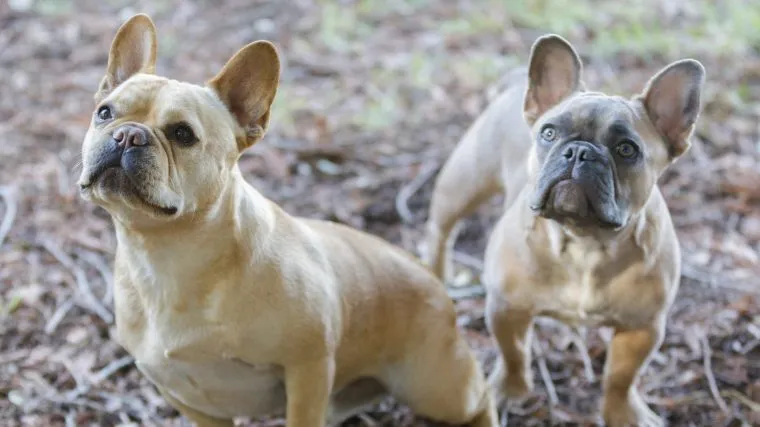 Bully Breeds: Myths and Facts About This Type of Dogs