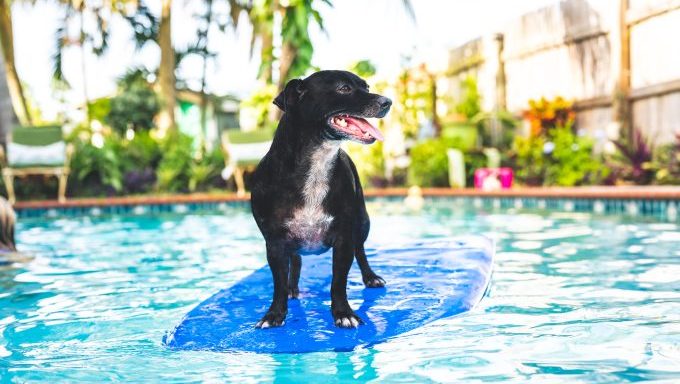 dog on surf board in pool at doggy pool party