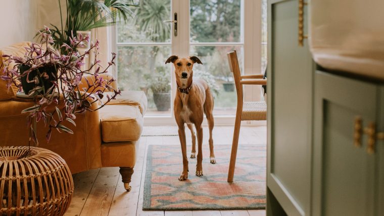 Lurcher dog in a well decorated home.