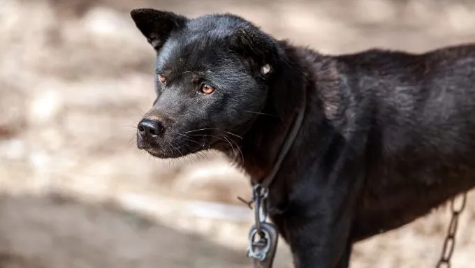 neglected dog on chain dogs rescued from suspected dog fighting ring