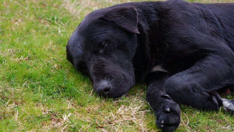 dog killed by wild animal in backyard
