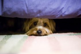 scared dog hiding under bed fearfulness in dogs