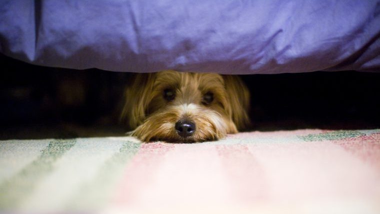 scared dog hiding under bed fearfulness in dogs