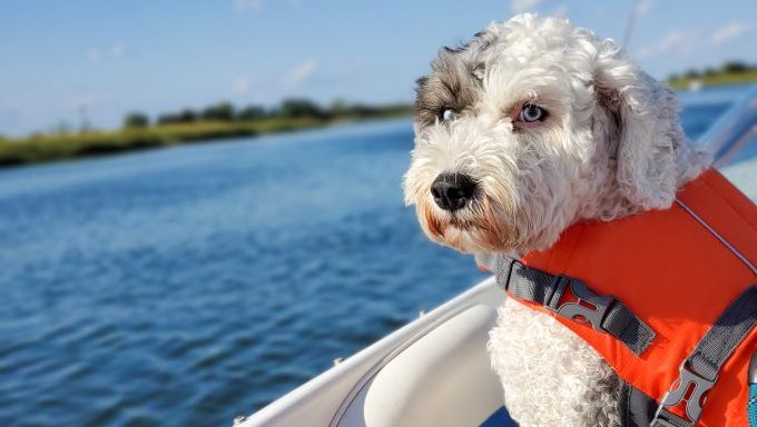 dog in lifejacket on boat guide to boating with dogs