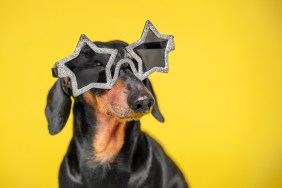 dachshund wearing star glasses top dogs on instagram