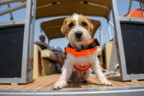 dog in life jacket on a yacht guide to boating with dogs