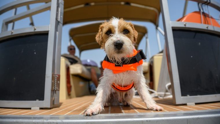 dog in life jacket on a yacht guide to boating with dogs