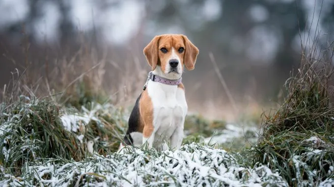 The Beagle is one of the best dog breeds for hunting