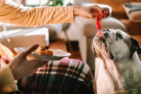 feeding dog table food common mistakes new dog owners make