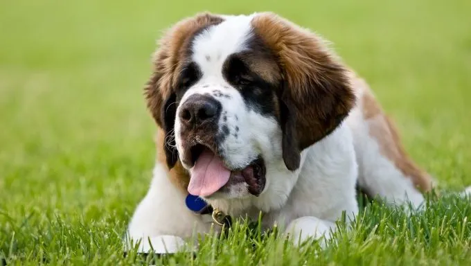 Saint Bernard in field dog breeds that cant tolerate heat