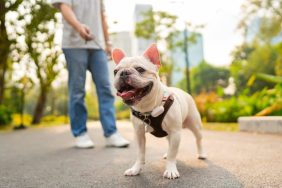 French Bulldog on leash in park dog breeds most likely to be stolen
