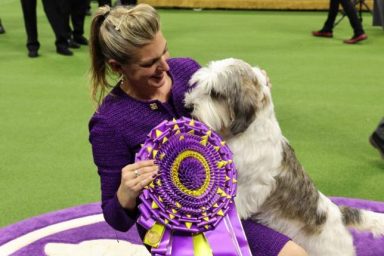 Petit Basset Griffon Vendéen Wins Best in Show at 2023 Westminster Dog Show