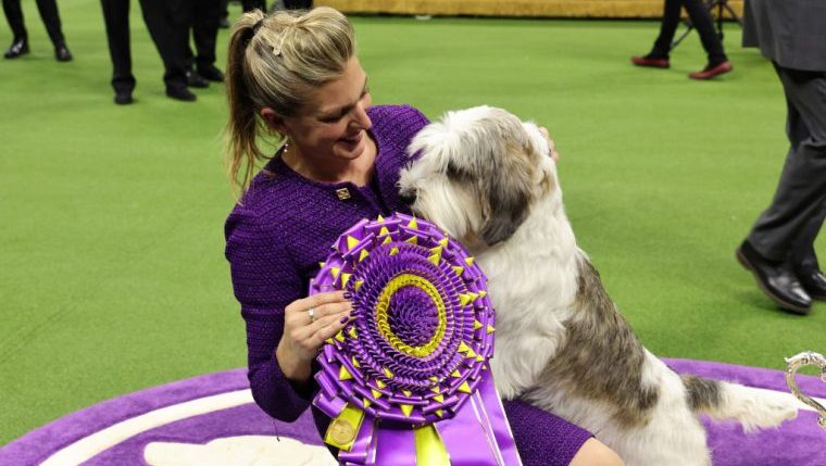 Petit Basset Griffon Vendéen Wins Best in Show at 2023 Westminster Dog Show