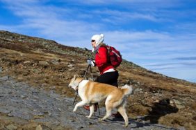 akita hiking with owner dog rescued from mountain