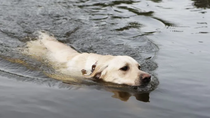 wet dog swimming dog rescued from sinking boat