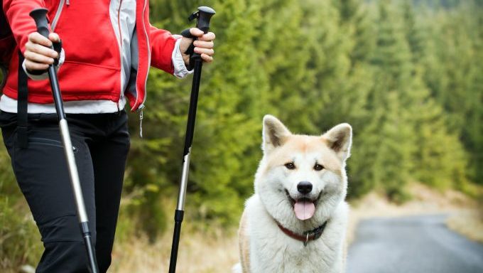 akita hiking with owner dog rescued from mountain