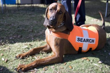 A Coonhound is one of the best dog breeds for search and rescue
