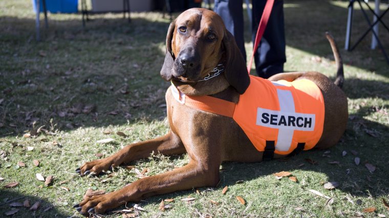 A Coonhound is one of the best dog breeds for search and rescue