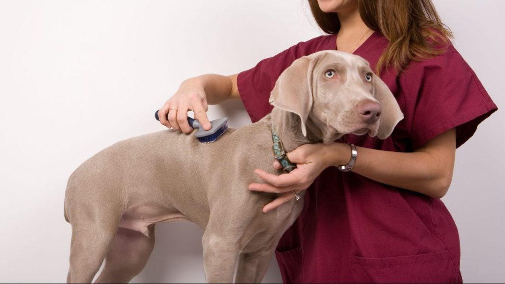 A Weimaraner is a breed that doesn't need haircuts.