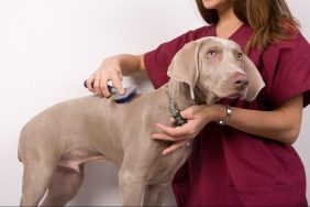 A Weimaraner is a breed that doesn't need haircuts.