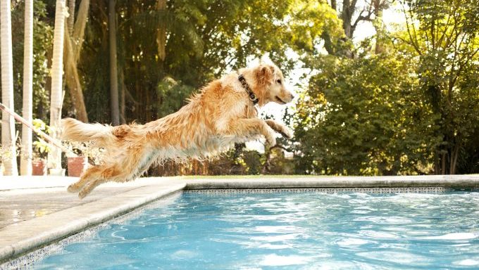dog jumping into pool doggy pool party
