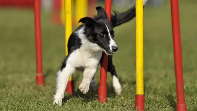 Border Collies are one of the best dog breeds for agility training