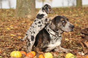 A Catahoula Leopard Dog and its puppy.