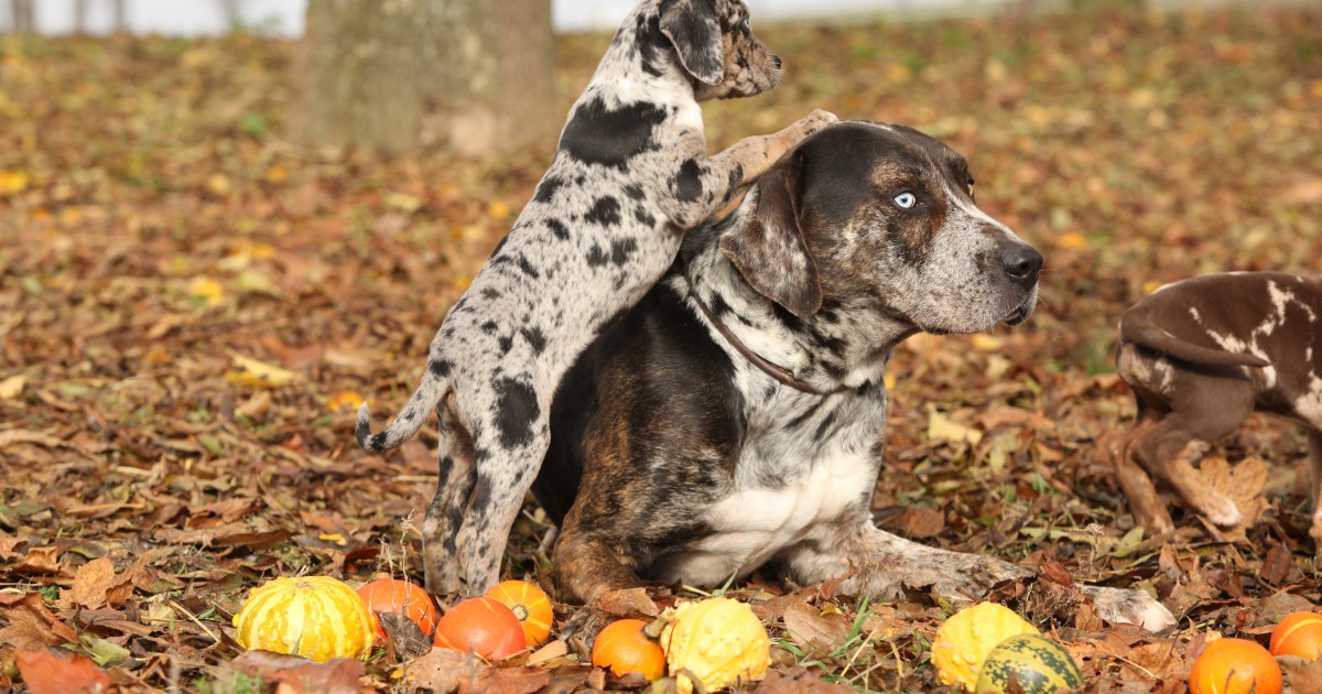 Top Dog Breeds With Colorful Coats DogTime