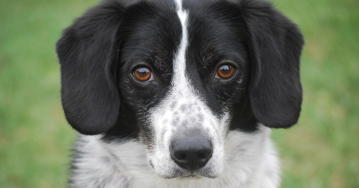 Top Dog Names Inspired by the 'Peanuts' Comic Strip DogTime