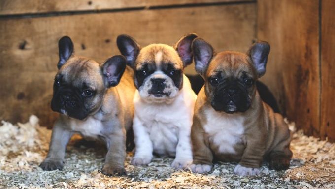 Three adorable French Bulldog puppies