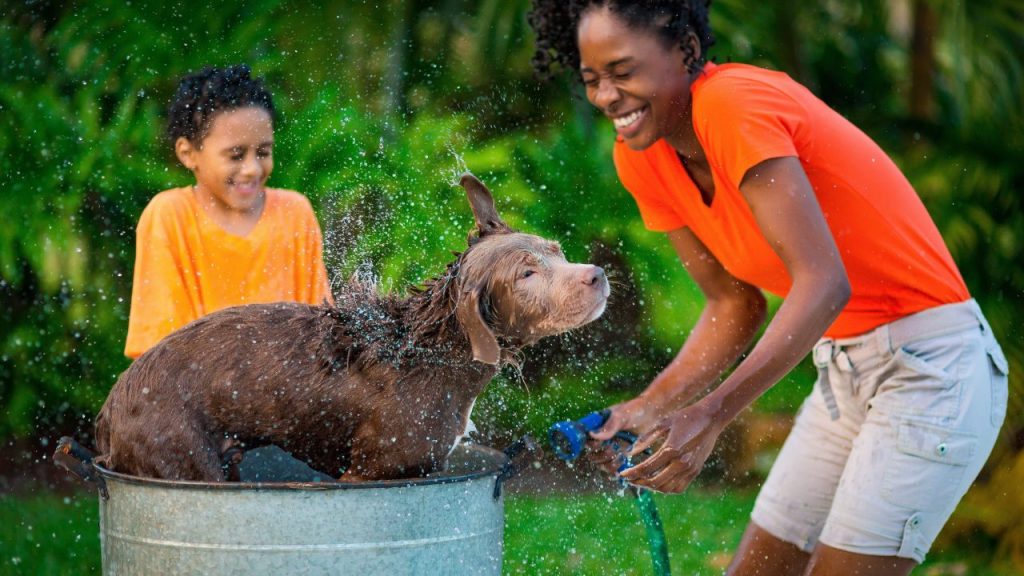 Summer dog grooming can help keep your dog healthy all season.