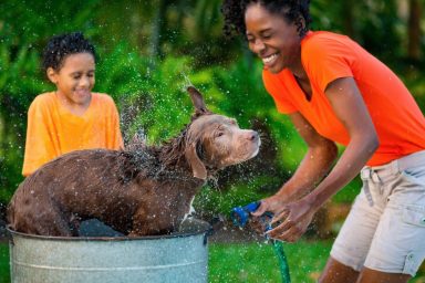 Summer dog grooming can help keep your dog healthy all season.