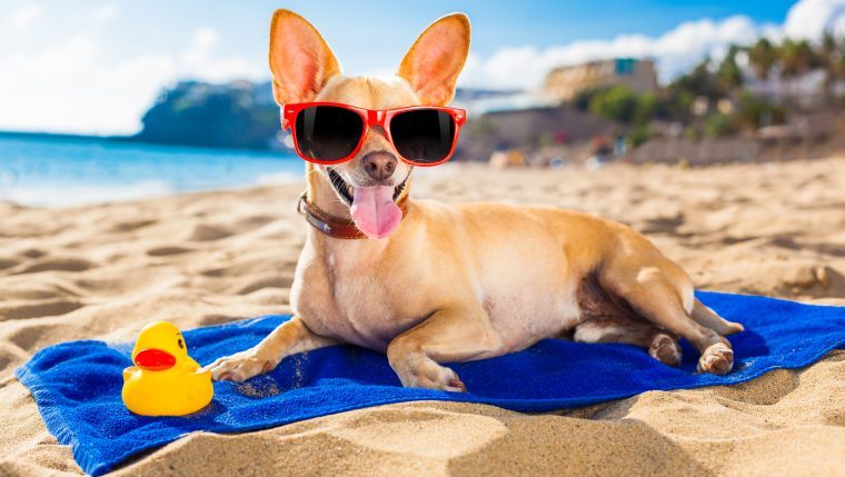 chihuahua in sunglasses relaxing on beach summer safety dogs